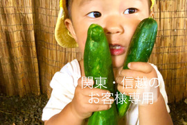 カリッ『やみつききゅうり』たっぷり4.5キロ以上！【夏限定販売】あんしん無農薬野菜！自然栽培！農薬不使用！⚠️北海道・東北・沖縄のお客様は送料が 変わりますので、購入前にご連絡下さい。