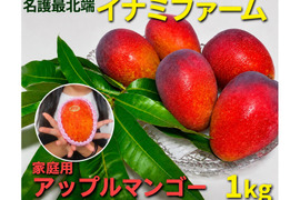 ★2026年予約開始★≪家庭用≫名護市最北端 イナミファームの家庭で楽しむ アップルマンゴー  1ｋg