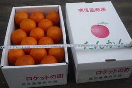 Ｌ玉30個入り5キロ箱　年間平均気温18度の鹿児島県大隅半島で育てた香り豊かなタンカン