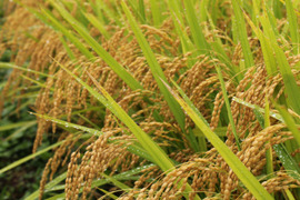 【こしひかり　玄米20kg】【令和4年10月4日より収穫】山形置賜飯豊　生産者自慢の逸品