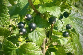 冷凍カシス（青森県認証特別栽培）