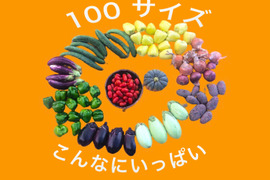 農薬不使用の自然栽培!旬の野菜セット✨美味しいをお届け【数量限定】 自然栽培