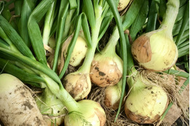 ほとんど出回らない！淡路島玉ねぎ農薬化学肥料不使用！『七宝早生』５kg