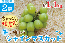 ■低温貯蔵■ちょっぴり残念な？冬に味わうシャインマスカット２房セット