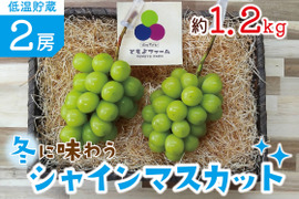 ■低温貯蔵■冬に味わうシャインマスカット２房セット