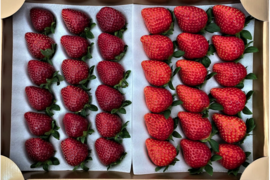 【黒いちご】真紅の美鈴 食べ比べ 中玉サイズセット　【要確認】1月から順次発送予定　黒中赤中