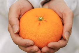 【訳ありだけど美味しさそのまま】甘平 2kg 愛媛県産