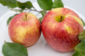 【11月中旬ころ収穫】葉とらずサンふじ 当園の１番人気りんご！ 家庭用 2.5kg (6〜13個)