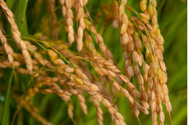 【つや姫　精米5kg】【令和4年10月3日より収穫開始】山形置賜飯豊　12年連続特A　特別栽培米