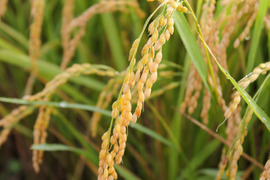 【ササニシキ 玄米20kg】【令和4年9月22日より収穫】山形置賜飯豊　希少育成困難品種
