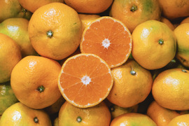 【訳ありだけど美味しさそのまま】 極早生みかん 5.5kg 愛媛県川上産