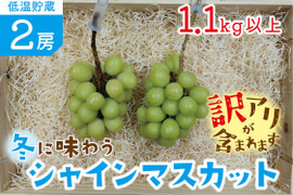 ■訳あり■冬に味わうシャインマスカット！低温貯蔵２房セット
