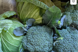 （増量）ともちゃんセット