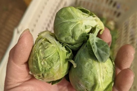 【たぶん30％増量(^^♪】キャベツの代わりに.  双葉農園の“芽キャベツ“ ダブル（1800g→2400g  4名様以上） from 名水の里　神奈川県秦野市