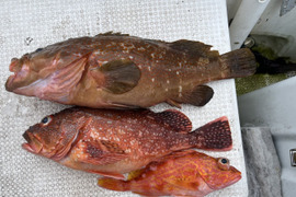 明日朝まで限定！捕れたて！アコウ・カサゴ約3kgオーバー 長崎県対馬市(内臓・鱗処理済)