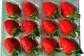 甘さと香りに惚れる朝摘み「古都華」5L 270g(6粒)×2P