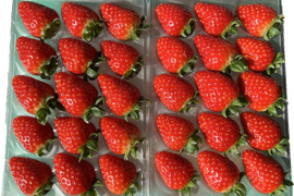 奈良県産 古都華L 270g (15粒)×２P