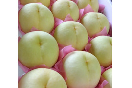岡山白桃シリーズの新たな王者！【白皇】（お試しサイズ・約1.4kg）