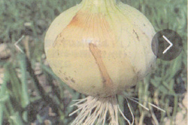 淡路産 新玉葱 10Kg　箱入り