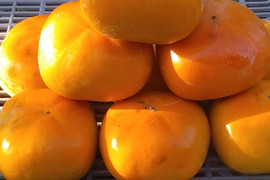 【種なし柿】極早生品種(4㎏冷蔵便)和歌山産