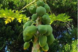 もぎたて♪沖縄県産 青パパイヤ 2㎏(2~4玉)