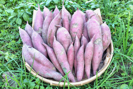 【訳ありＣ品】熟成不要のさつま芋「あまはづき5kg」（虫害・割れ・キズあり、極小～中サイズ、栽培期間中農薬・肥料不使用）