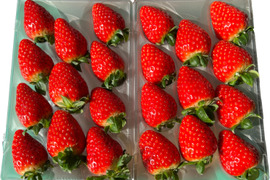 甘さと香りに惚れる朝摘み「古都華」540g 2Lサイズ