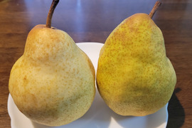 太陽の陽をたくさん浴びた西洋梨　シルバーベル　２ｋｇ　
高原の果樹園で育て、西洋梨の中では一番大きく、寒くなるほど美味しい
西洋梨です