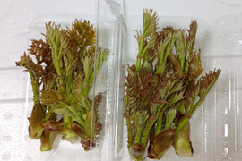 【予約】タラの芽100g【天然・自生】