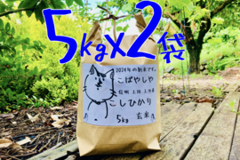 もっちもちの24年度産新米!!　信州上田産コシヒカリ玄米5kgx2袋 おむすび お弁当に!!　令和6年 農家直送