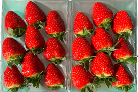 甘さと香りに惚れる朝摘み「古都華」540g 3Lサイズ