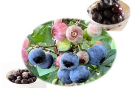 完熟手摘み選別した冷凍ブルーベリー１Kg ：ラビットアイ系（250gの4パック）：ひと粒に、自然の贅沢をそのまま閉じ込めて。凍ったままが美味しい！