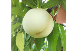 岡山白桃シリーズ随一の高糖度！【川中島白桃・白皇】（ご家庭用・約2kg）