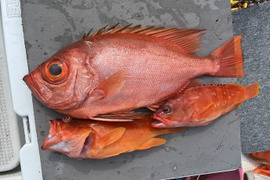 明日朝まで限定！捕れたて！チカメキントキ・アカハタ 約3kg 長崎県対馬市(内臓・鱗処理済)