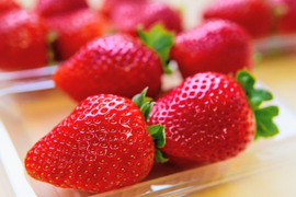 朝摘み！栃木県産★完熟とちあいか！大玉！甘くて酸味が少ない品種です！