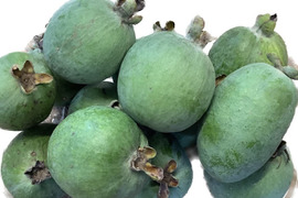 最先端 フェイジョアの通販｜グアバ｜食べチョク｜産地直送(産直)お 果物