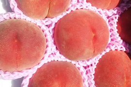 希少品種が入るかも！【品種おまかせ🍑白桃】秀品2kg ※8~9月発送