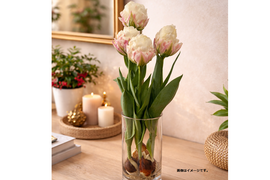 【限定10個】球根付きチューリップ　”アイスクリーム3本※北海道・沖縄県配送不可※