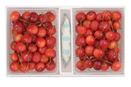 佐藤錦1kｇ【予約販売】北海道・芦別産【大橋さくらんぼ園】