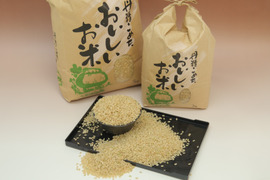 【令和7年新米】　玄米１０kg　コシヒカリ　淡路島産