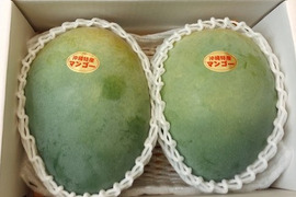 【限定数販売】沖縄・宜野座育ちのキーツマンゴー【2玉、約1.7kg～2.3kg】