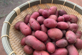 ☆有機JAS認証☆【中・小ミックス】皮ごと美味しい！土付きでお届けする希少じゃがいも『レッドムーン』（小さめ多め）2キロ