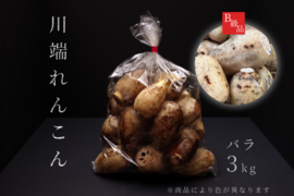 B級品『川端れんこん』3kg袋（加賀れんこん / 蓮根 / レンコン / 加賀野菜）