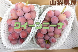 🏆食べチョクぶどうグランプリ2025金賞🏆🍇【山梨県笛吹市産】クイーンニーナ 約1.2kg🍇 ～果実の宝石、濃厚な甘みと華やかな香り～贈答　ギフト　特秀品