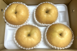 【冬ギフト】鳥取県産 あたご梨 約4kg
