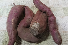 【はねだしでお得】ホクホク甘い！自然栽培さつまいも(３㎏)