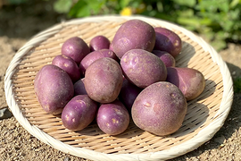 ★煮崩れしにくい、滑らかな食感★紫月-しづき-(じゃがいも)(1kg)[化学農薬・化学肥料不使用]