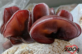 国産【生きくらげ】200g  真空パック包装 鳥取県産 八頭の木耳 きのこ キクラゲ ぷりぷり こりこりの食感 栄養たっぷり...♬