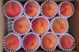 シャキシャキ歯ごたえ！！ワッサー3kg