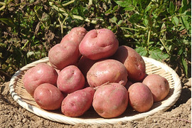 ★栗のような甘み、滑らかな食感★アンデスレッド(じゃがいも)(1kg)[化学農薬・化学肥料・除草剤不使用]